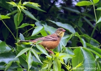 Strnádka záhradná - Emberiza hortulana - Ortolan Bunting