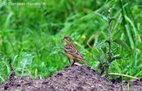 Strnádka záhradná - Emberiza hortulana - Ortolan Bunting