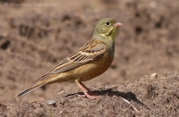 Strnádka záhradná - Emberiza hortulana - Ortolan Bunting