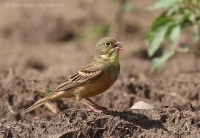 Strnádka záhradná - Emberiza hortulana - Ortolan Bunting