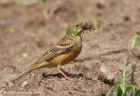 Strnádka záhradná - Emberiza hortulana - Ortolan Bunting