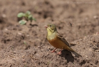 Strnádka záhradná - Emberiza hortulana - Ortolan Bunting