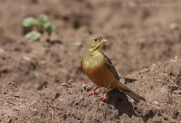 Strnádka záhradná - Emberiza hortulana - Ortolan Bunting