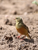 Strnádka záhradná - Emberiza hortulana - Ortolan Bunting