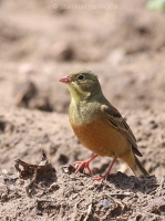 Strnádka záhradná - Emberiza hortulana - Ortolan Bunting