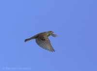 Strnádka záhradná - Emberiza hortulana - Ortolan Bunting