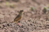 Strnádka záhradná - Emberiza hortulana - Ortolan Bunting