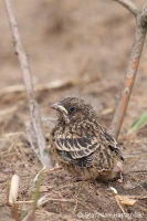 Strnádka záhradná - Emberiza hortulana - Ortolan Bunting
