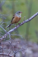 Strnádka záhradná - Emberiza hortulana - Ortolan Bunting