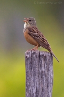 Strnádka záhradná - Emberiza hortulana - Ortolan Bunting