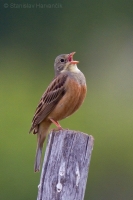 Strnádka záhradná - Emberiza hortulana - Ortolan Bunting
