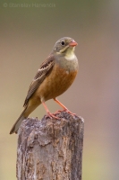 Strnádka záhradná - Emberiza hortulana - Ortolan Bunting