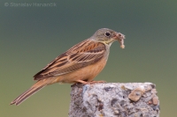Strnádka záhradná - Emberiza hortulana - Ortolan Bunting 