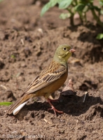 Strnádka záhradná - Emberiza hortulana - Ortolan Bunting