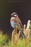 Strnádka bielohlavá - Emberiza leucocephalos - Pine Bunting