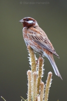 Strnádka bielohlavá - Emberiza leucocephalos - Pine Bunting