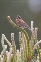 Strnádka bielohlavá - Emberiza leucocephalos - Pine Bunting