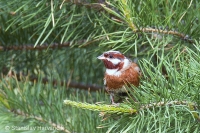 Strnádka bielohlavá - Emberiza leucocephalos - Pine Bunting