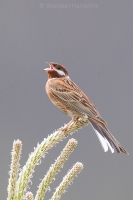 Strnádka bielohlavá - Emberiza leucocephalos - Pine Bunting