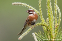 Strnádka bielohlavá - Emberiza leucocephalos - Pine Bunting
