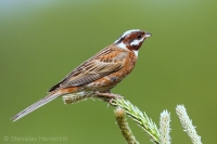 Strnádka bielohlavá - Emberiza leucocephalos - Pine Bunting