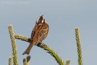 Strnádka bielohlavá - Emberiza leucocephalos - Pine Bunting