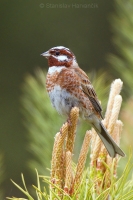 Strnádka bielohlavá - Emberiza leucocephalos - Pine Bunting