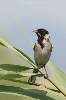 Strnádka trstinová - Emberiza schoeniclus - Reed Bunting 