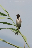 Strnádka trstinová - Emberiza schoeniclus - Reed Bunting 