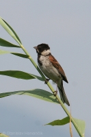 Strnádka trstinová - Emberiza schoeniclus - Reed Bunting 