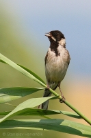 Strnádka trstinová - Emberiza schoeniclus - Reed Bunting 