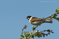 Strnádka trstinová - Emberiza schoeniclus - Reed Bunting 