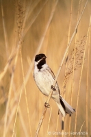 Strnádka trstinová - Emberiza schoeniclus - Reed Bunting 