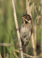 Strnádka trstinová - Emberiza schoeniclus - Reed Bunting 