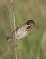 Strnádka trstinová - Emberiza schoeniclus - Reed Bunting 