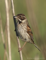 Strnádka trstinová - Emberiza schoeniclus - Reed Bunting 