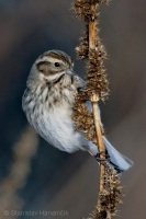 Strnádka trstinová - Emberiza schoeniclus - Reed Bunting 