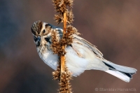 Strnádka trstinová - Emberiza schoeniclus - Reed Bunting 
