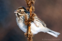 Strnádka trstinová - Emberiza schoeniclus - Reed Bunting 