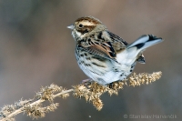 Strnádka trstinová - Emberiza schoeniclus - Reed Bunting 