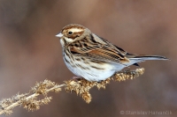 Strnádka trstinová - Emberiza schoeniclus - Reed Bunting 