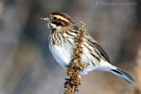 Strnádka trstinová - Emberiza schoeniclus - Reed Bunting 