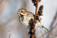 Strnádka trstinová - Emberiza schoeniclus - Reed Bunting 