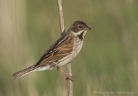 Strnádka trstinová - Emberiza schoeniclus - Reed Bunting 