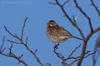 Strnádka trstinová - Emberiza schoeniclus - Reed Bunting 