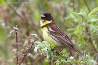 Strnádka obojková - Emberiza aureola - Yellow-breasted Bunting 