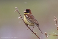 Strnádka obojková - Emberiza aureola - Yellow-breasted Bunting 