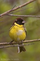 Strnádka obojková - Emberiza aureola - Yellow-breasted Bunting 