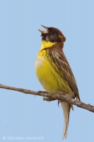 Strnádka obojková - Emberiza aureola - Yellow-breasted Bunting 
