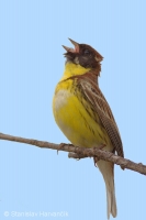 Strnádka obojková - Emberiza aureola - Yellow-breasted Bunting 